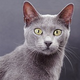 Blue Bengal x Burmese cat on grey background