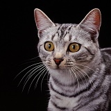 Silver tabby female cat on black background