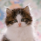 Fluffy Tabby-and-white kitten