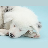 Sleepy Border Collie pup
