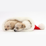 Two cute Bichon x Yorkie pups sleeping in a Santa hat