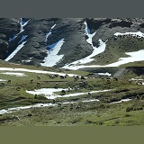 Sheep grazing near summit of Tizi-n 'Tichka pass