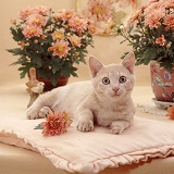 Ginger cat lounging on a cushion