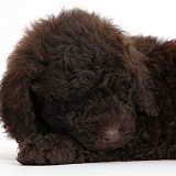 Cute sleeping chocolate Toy Goldendoodle puppy