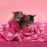 Cute tabby kittens, wrapped in a pink blanket
