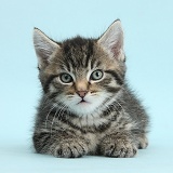 Cute tabby kitten on blue background