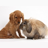 Cute Cocker Spaniel puppy with fluffy rabbit