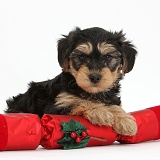 Yorkipoo pup with a cracker
