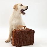 Yellow Labrador Retriever pup waiting with suitcase