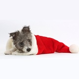 Jack Russell x Westie pup in a Santa hat