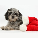 Daxiedoodle puppy in a Santa hat