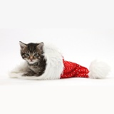 Cute tabby kitten, in a Santa hat