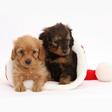 Daxiedoodle puppies in a Santa hat