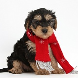 Yorkipoo puppy, 7 weeks old, wearing a scarf