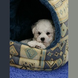 Cute Bichon Frise pup in an igloo bed