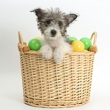 Jack Russell x Westie pup in a basket