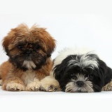 Brown and black-and-white Shih-tzu puppies