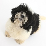 Black-and-white Shih-tzu pup looking up