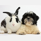 Black-and-white Shih-tzu pup and rabbit