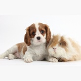 Blenheim Cavalier pup and shaggy Guinea pig