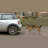 Dog chasing a car