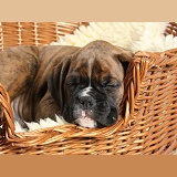 Boxer puppy, 8 weeks old, asleep in a wicker dog basket