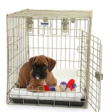 Boxer puppy, 12 weeks old, in a crate