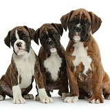 Three Boxer puppies, 8 weeks old
