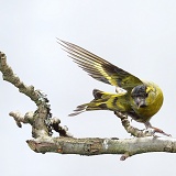 Siskin male taking off