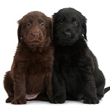 Flatcoated Retriever puppies