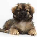 Tibetan Spaniel dog puppy