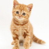 Ginger kitten sitting
