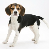 Beagle pup standing