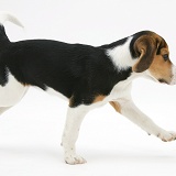 Beagle pup leaping