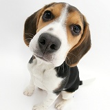 Beagle pup looking up