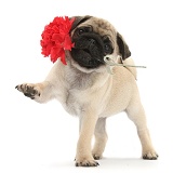 Fawn Pug pup and carnation