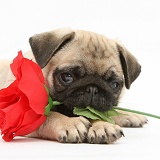 Fawn Pug pup and rose