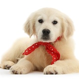 Yellow Labrador Retriever pup wearing a red bandana