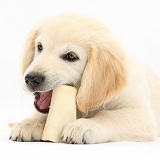 Golden Retriever pup chewing a bone