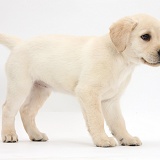 Yellow Labrador Retriever puppy