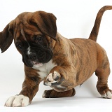 Boxer puppy, 8 weeks old, playfully raising a paw
