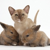 Burmese kitten with baby rabbits