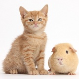 Ginger kitten and yellow Guinea pig