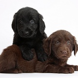 Flatcoated Retriever puppies