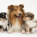 Rough Collie dog and puppies