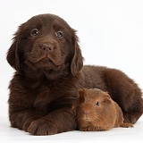 Flatcoated Retriever puppy and baby Guinea pig