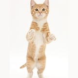 Ginger kitten standing with paws raised