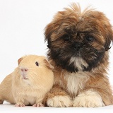 Brown Shih-tzu pup and yellow Guinea pig