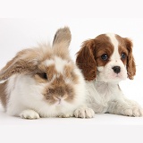 Blenheim Cavalier pup and rabbit