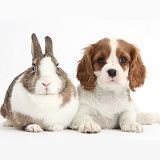 Blenheim Cavalier pup and Netherland Dwarf rabbit